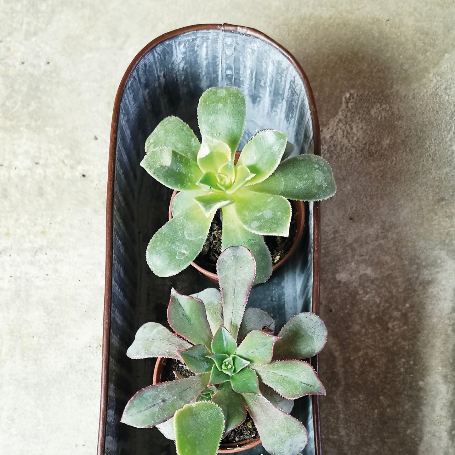 Cactus Planter