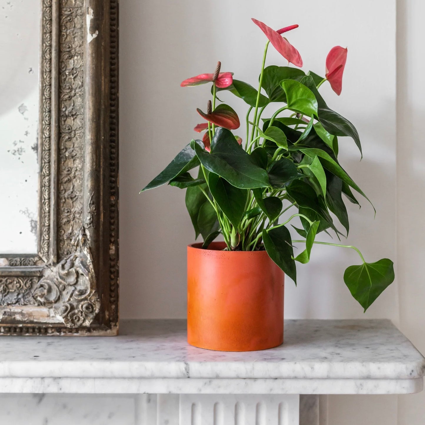 XL Concrete Plant Pot