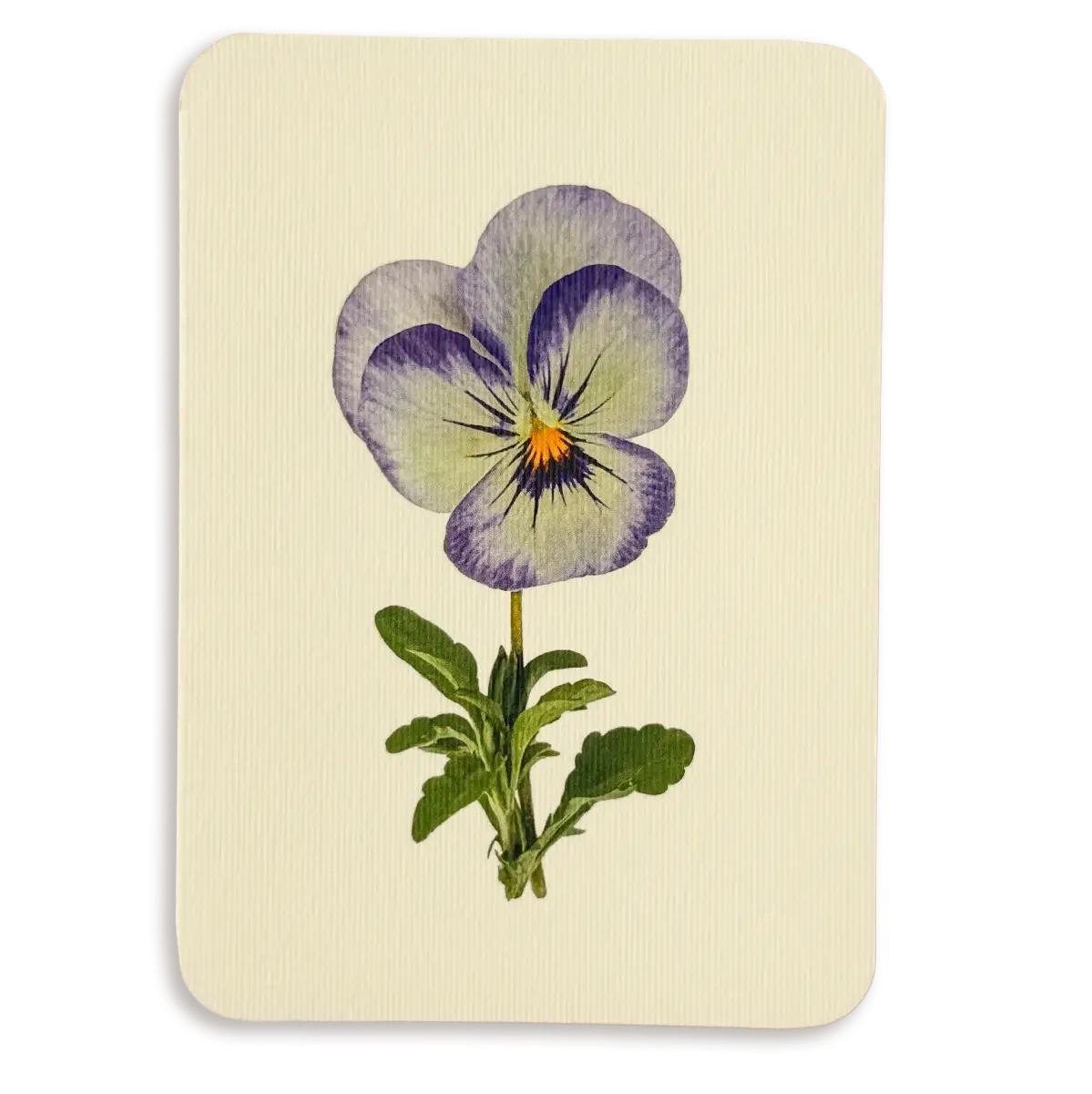 English Garden Flower Card