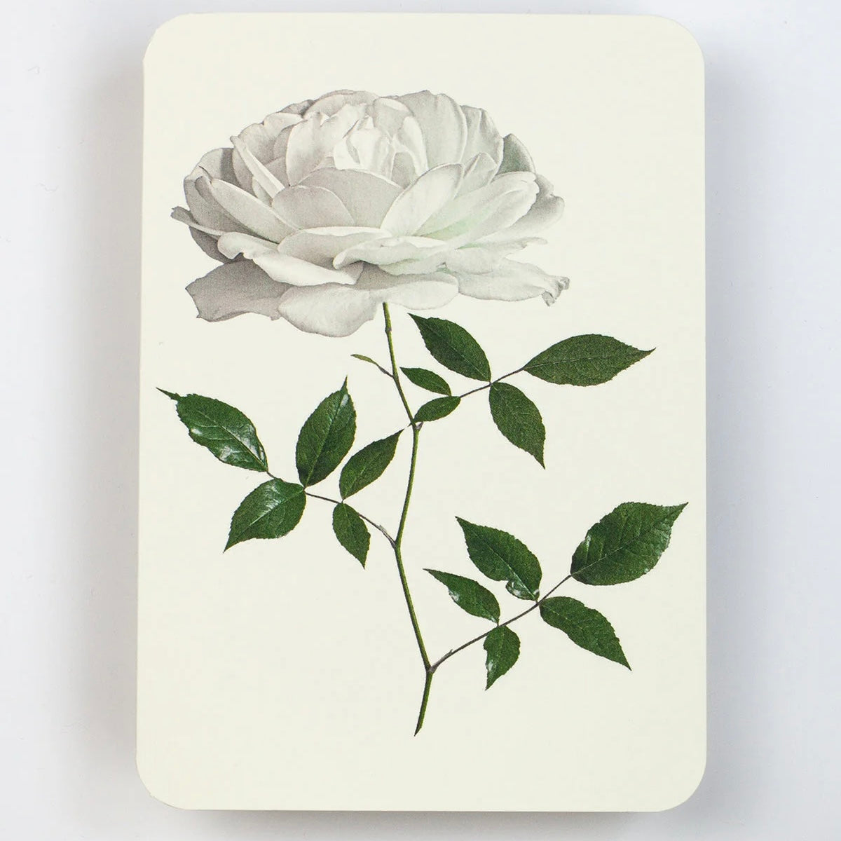 English Garden Flower Card