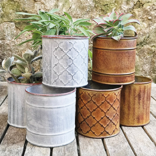 Cactus Pot