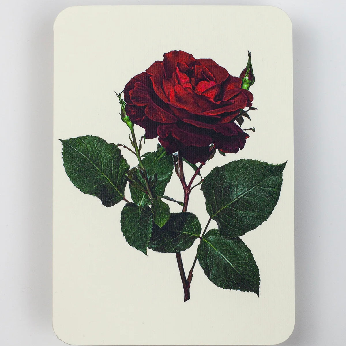 English Garden Flower Card