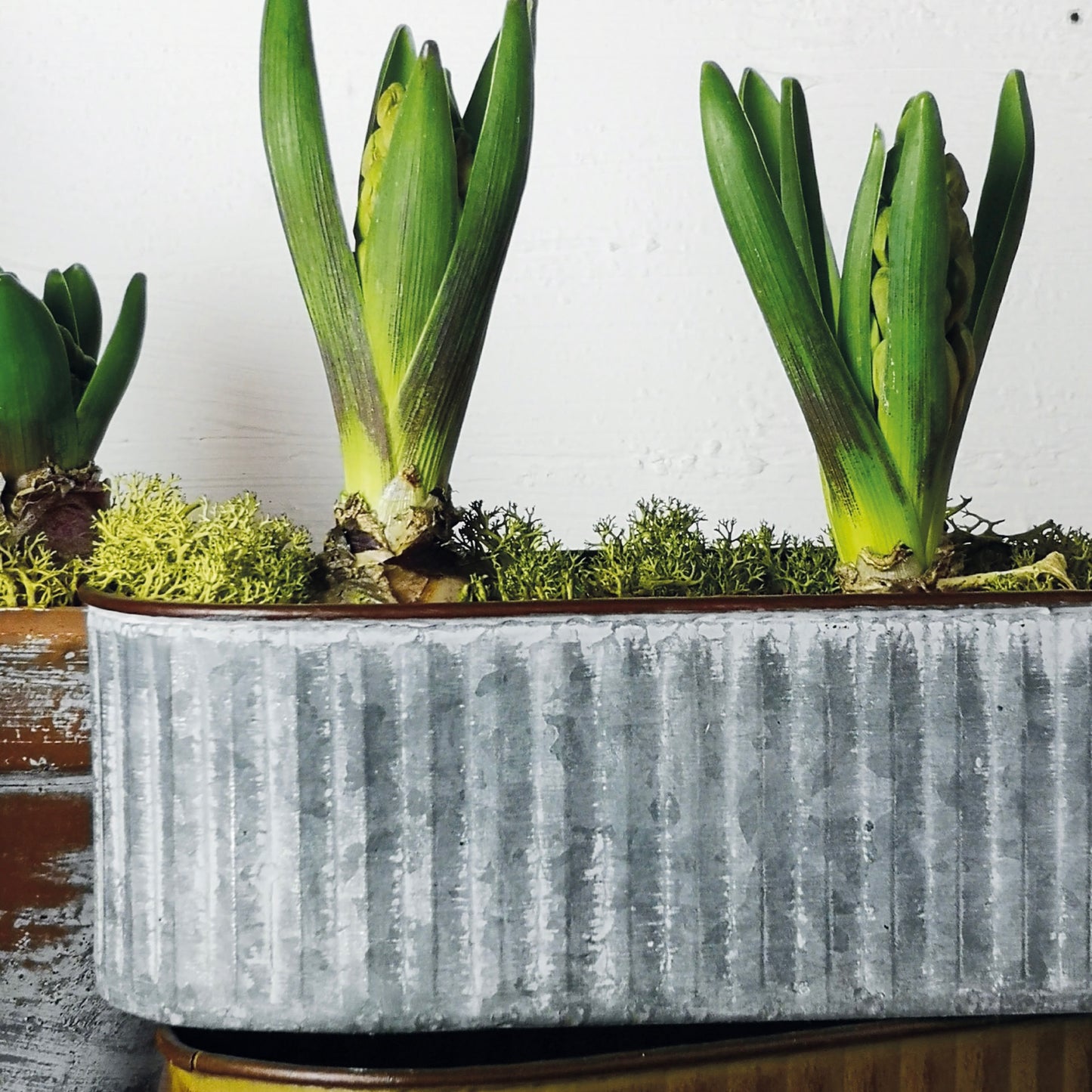 Cactus Planter