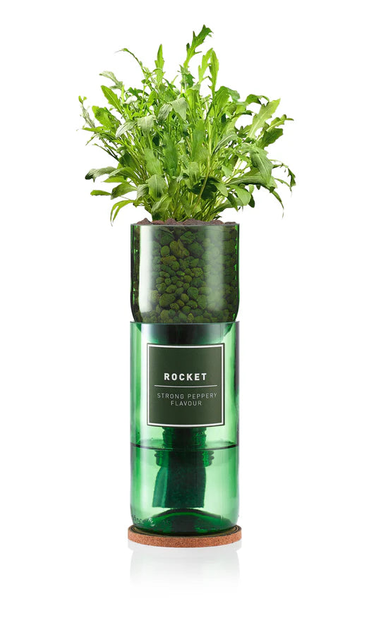 Hydro Herb kit with rocket plant – self-watering hydroponic herb growing system made from an upcycled green wine bottle