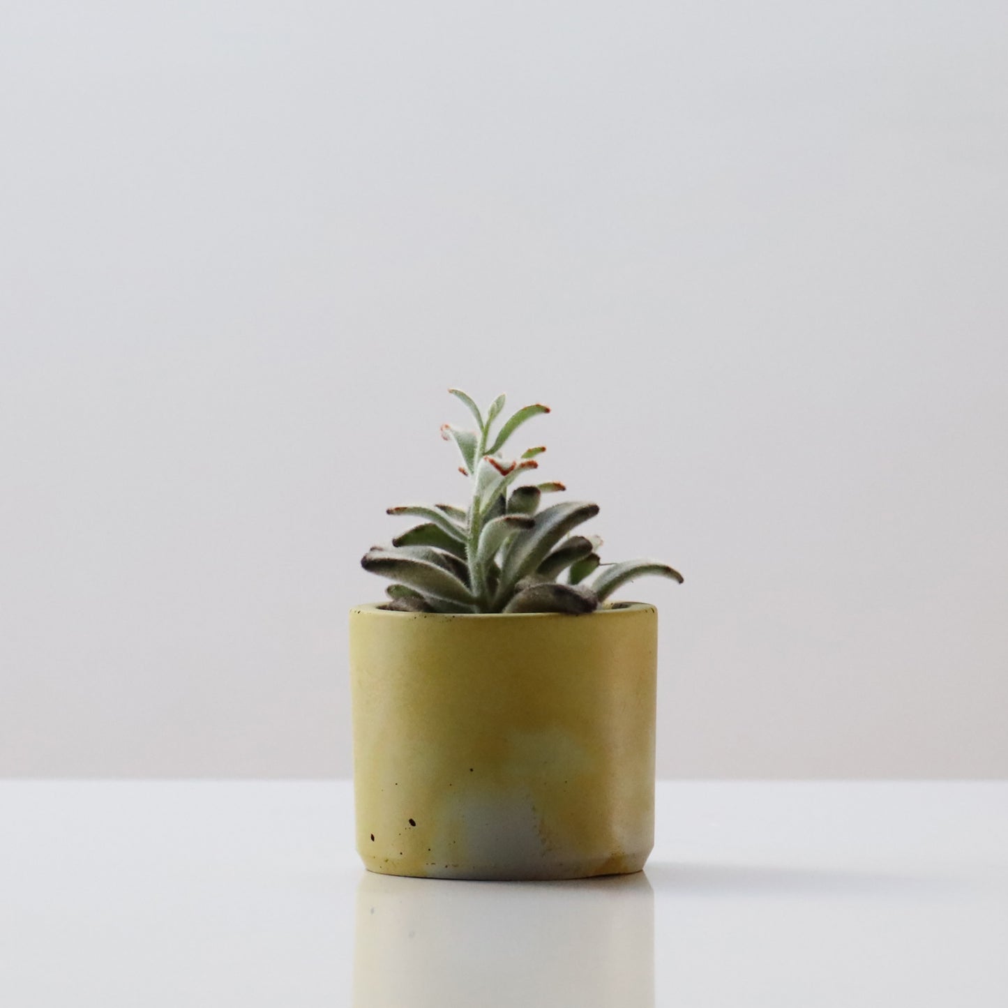 Mini Concrete Plant Pot