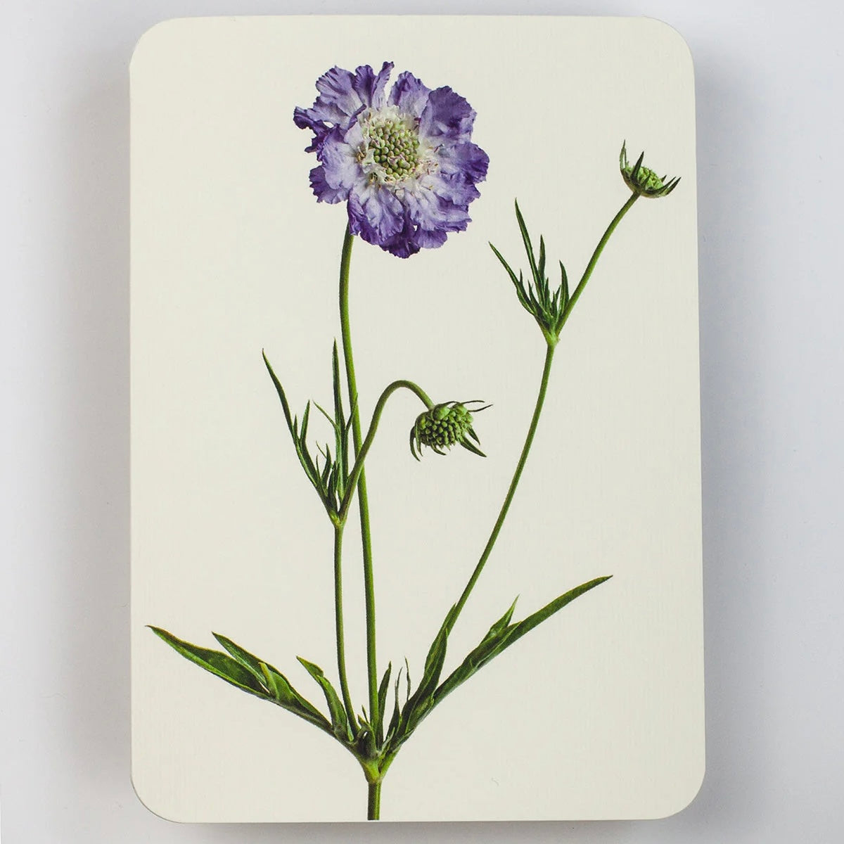 English Garden Flower Card