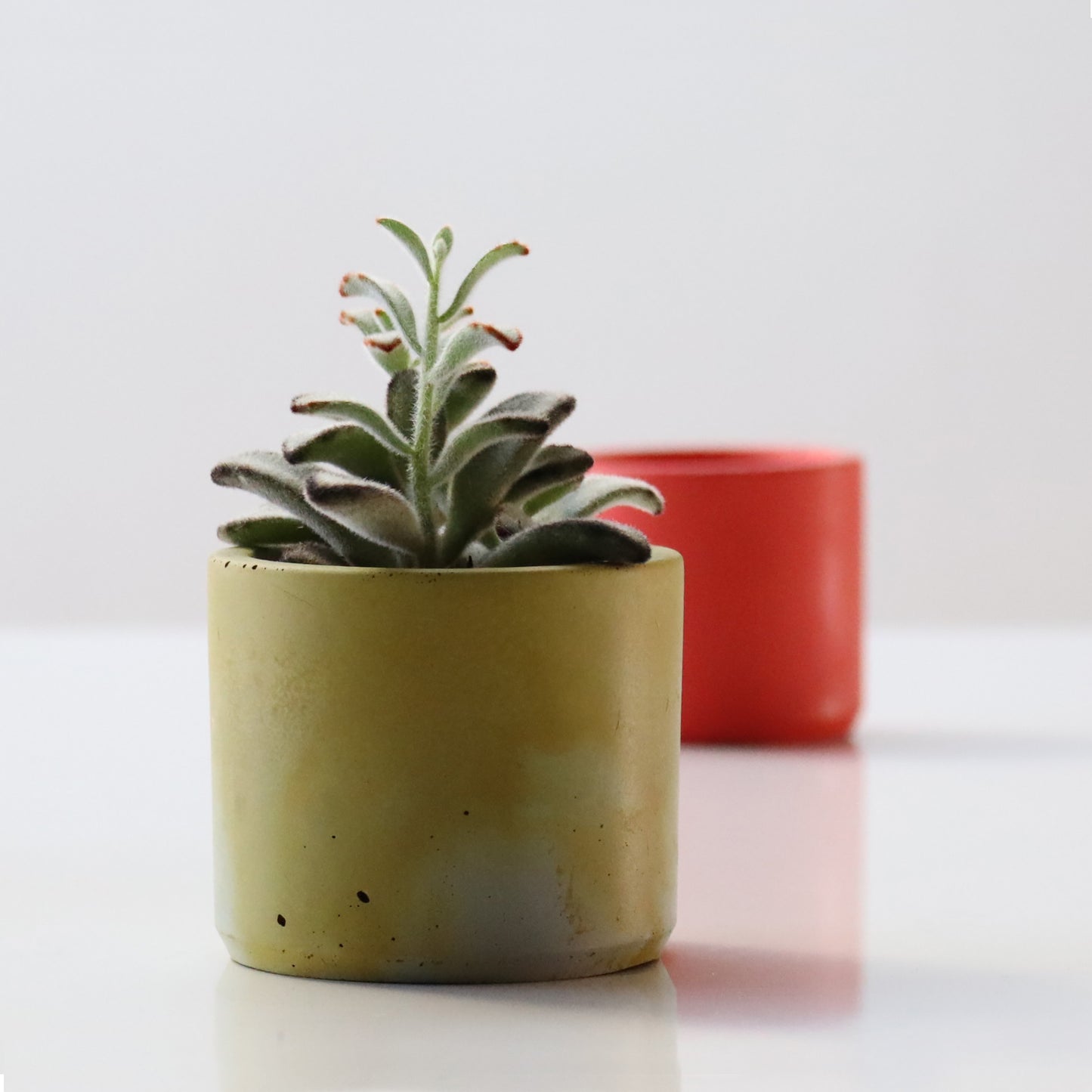 Mini Concrete Plant Pot