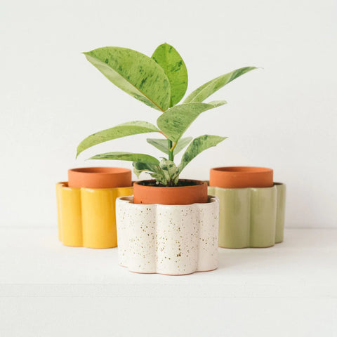 Plants & Gardening