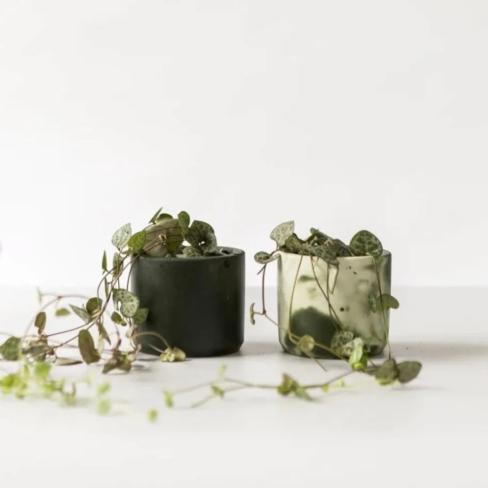 Mini Concrete Plant Pot