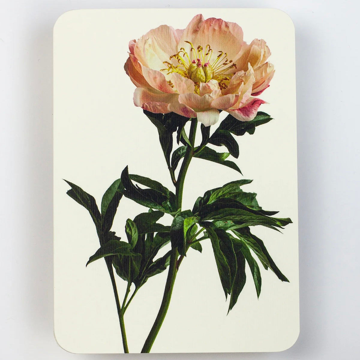 English Garden Flower Card
