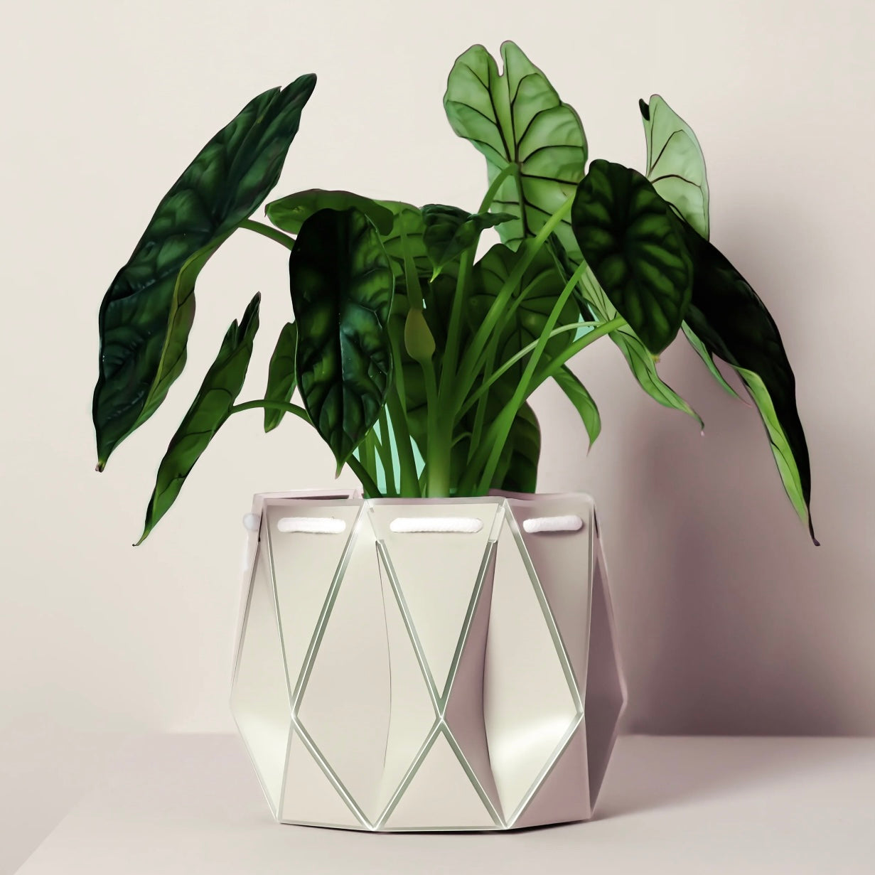 Large Potr Planter - 18cm