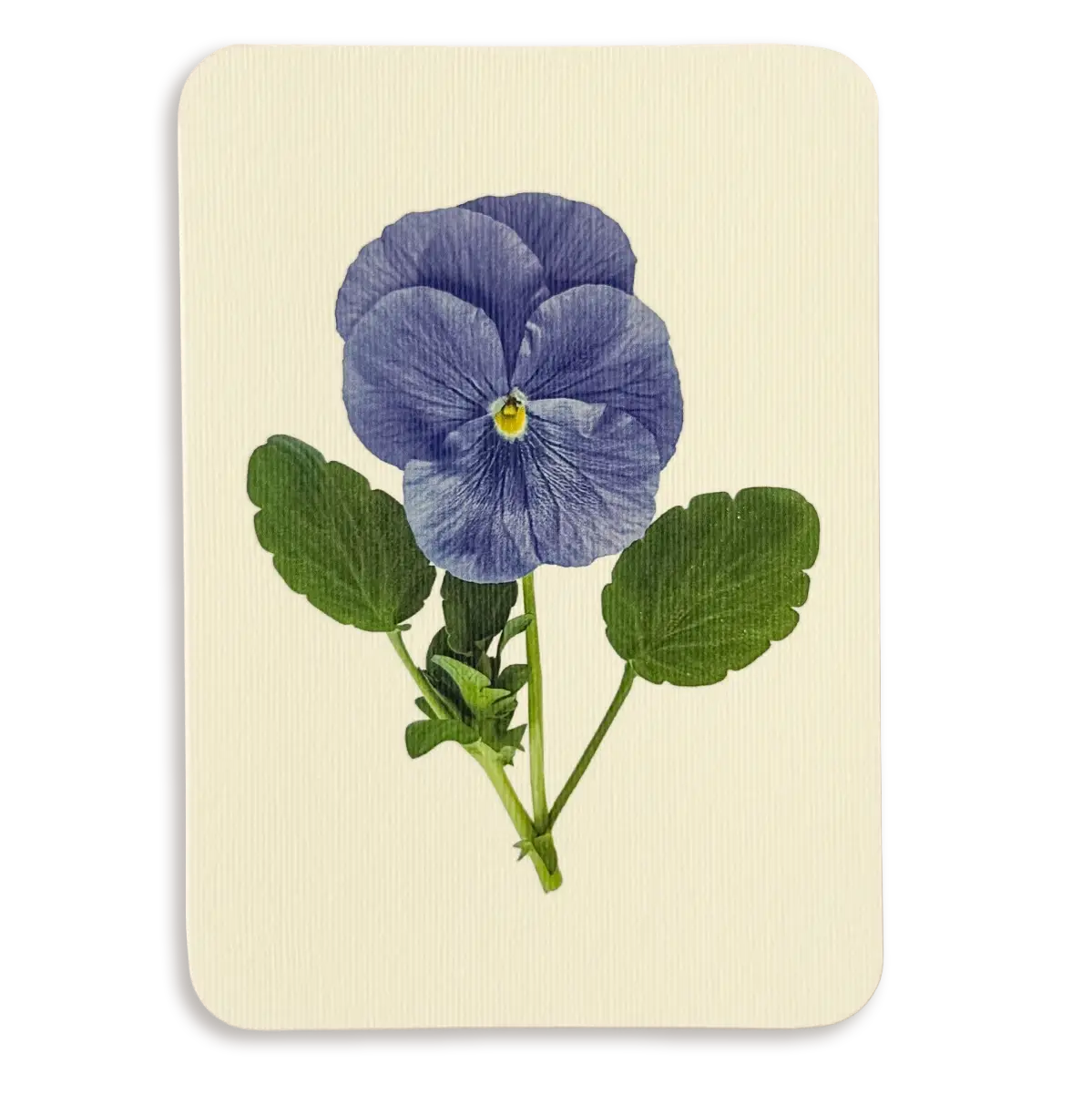 English Garden Flower Card