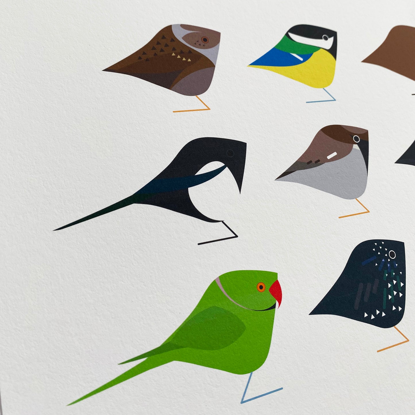 Birds of Stokey Print