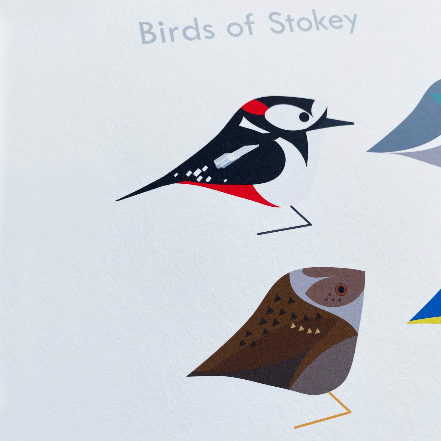 Birds of Stokey Print