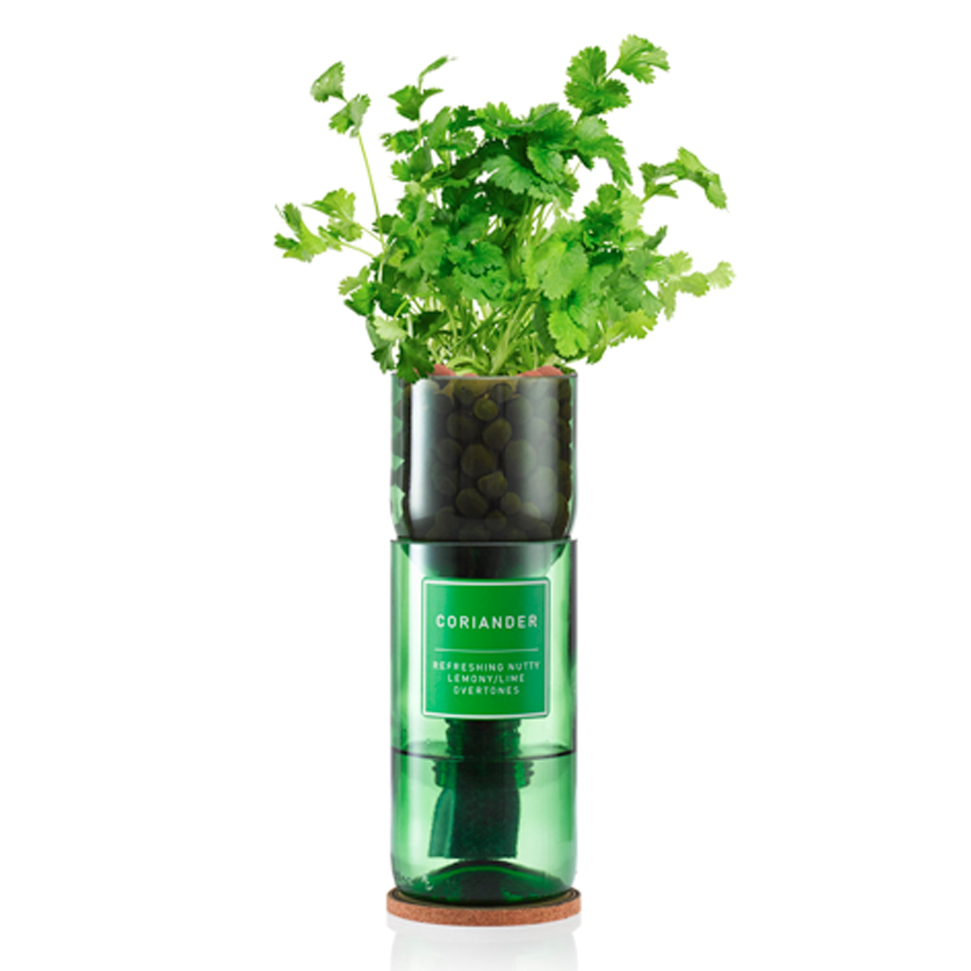 Hydro Herb kit with coriander plant – self-watering hydroponic herb growing system made from an upcycled green wine bottle