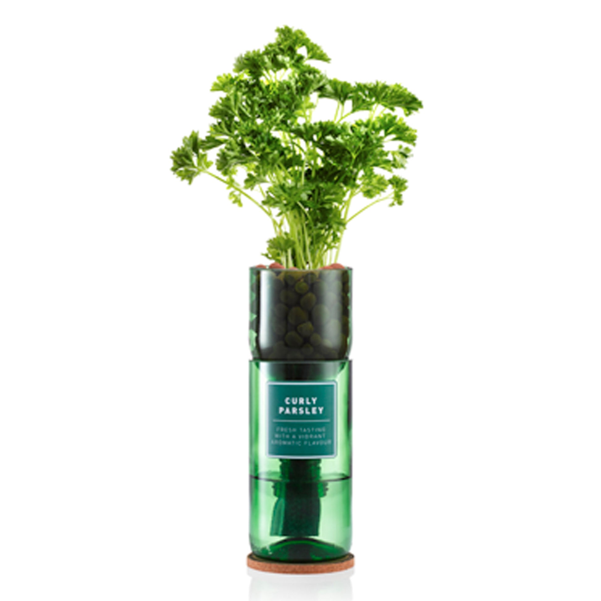 A recycled wine bottle repurposed as a hydroponic planter, with curly parsley herbs growing out of it.
