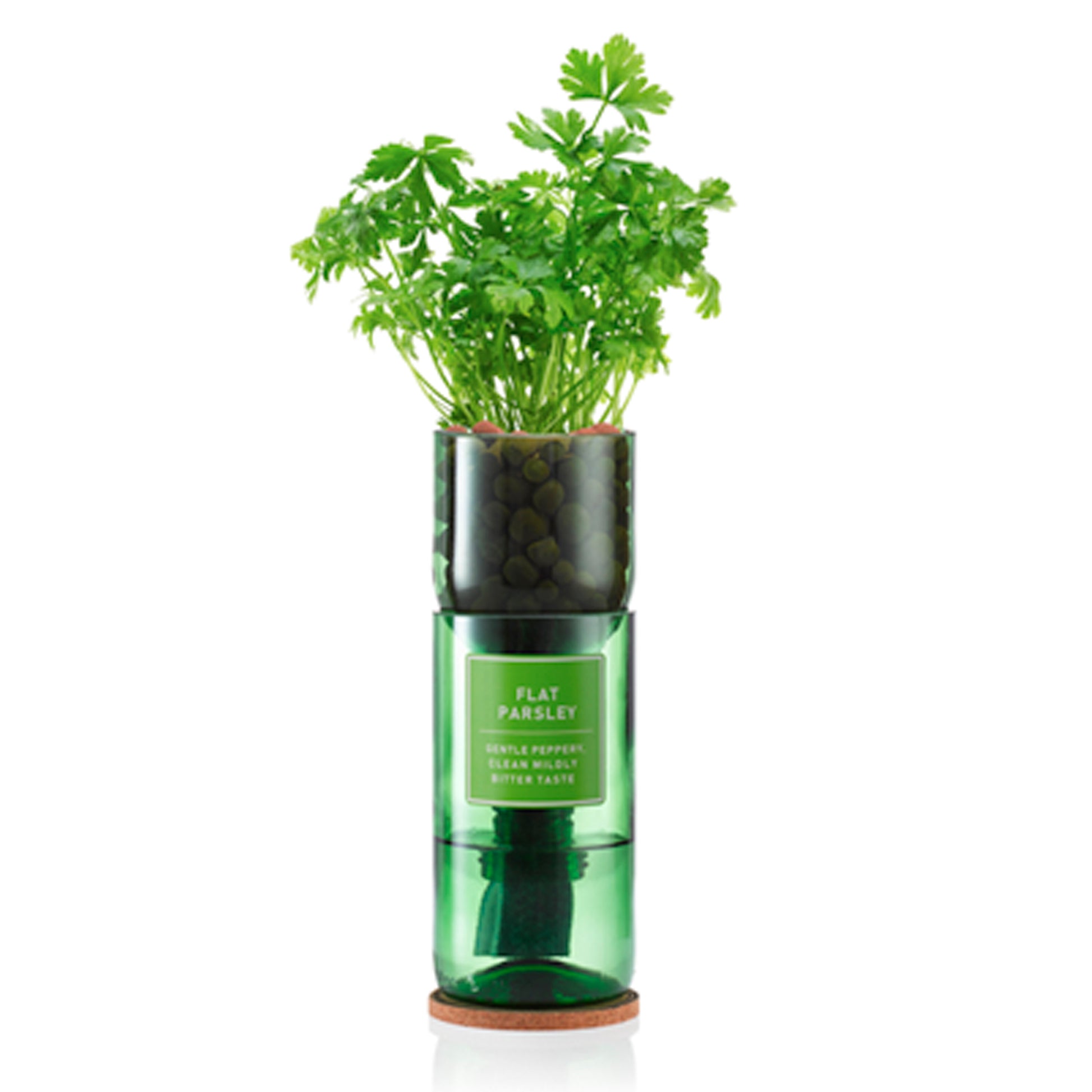 A recycled wine bottle repurposed as a hydroponic planter, with flat parsley herbs growing out of it.